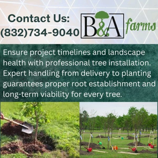 Worker preparing soil and tree roots for planting with B&A Farms services.