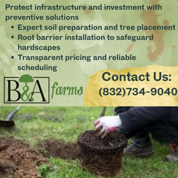 Professional tree installation and landscape preparation.